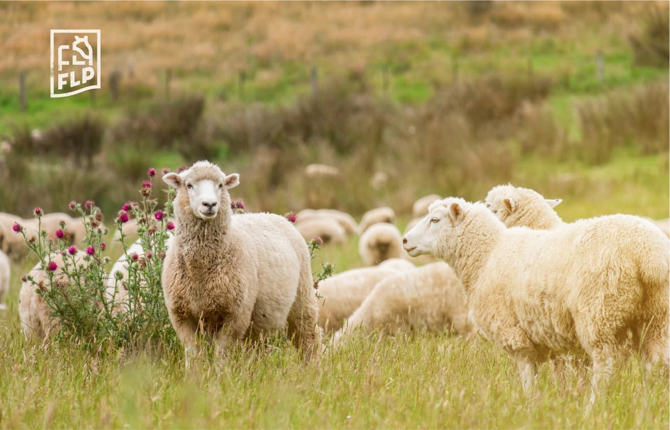 LAMB Las Piedras - FLP